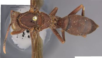 Media type: image;   Entomology 36002 Aspect: habitus dorsal view